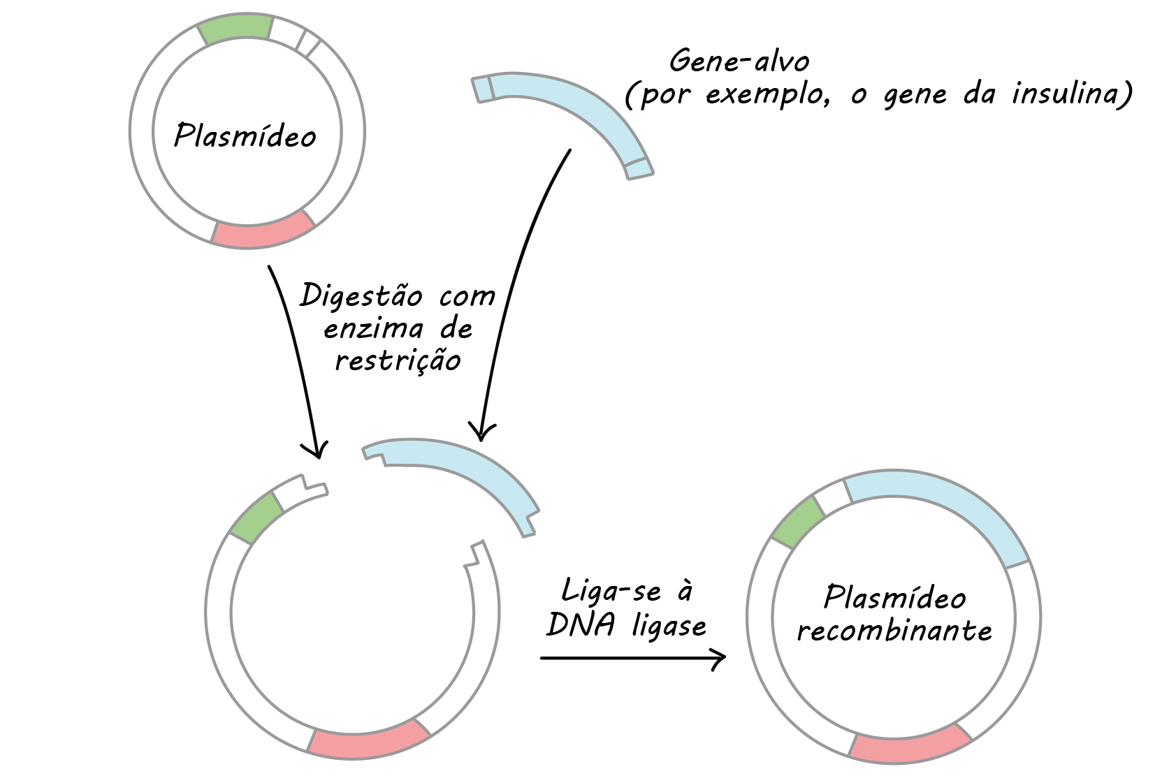 Diagrama mostrando a digestão da restrição e a ligação num esquema simplificado.

Começamos com um plasmídeo bacteriano circular e um gene alvo. Nas duas extremidades do gene alvo estão os sítios de restrição, ou sequências de DNA reconhecidas por uma enzima de restrição particular. No plasmídeo, também há um sítio de restrição reconhecido pela mesma enzima, logo após um promotor que vai conduzir a expressão nas bactérias

Tanto o plasmídeo e o gene alvo (separadamente) são digeridos com a enzima de restrição. Os fragmentos são purificados e combinados. Eles têm "extremidades", ou saliências de DNA de fita simples, correspondentes, assim eles podem ficar juntos.

A enzima DNA ligase une os fragmentos com extremidades correspondentes para formar uma única molécula de DNA íntegra. Isto produz um plasmídeo recombinante que contém o gene alvo.