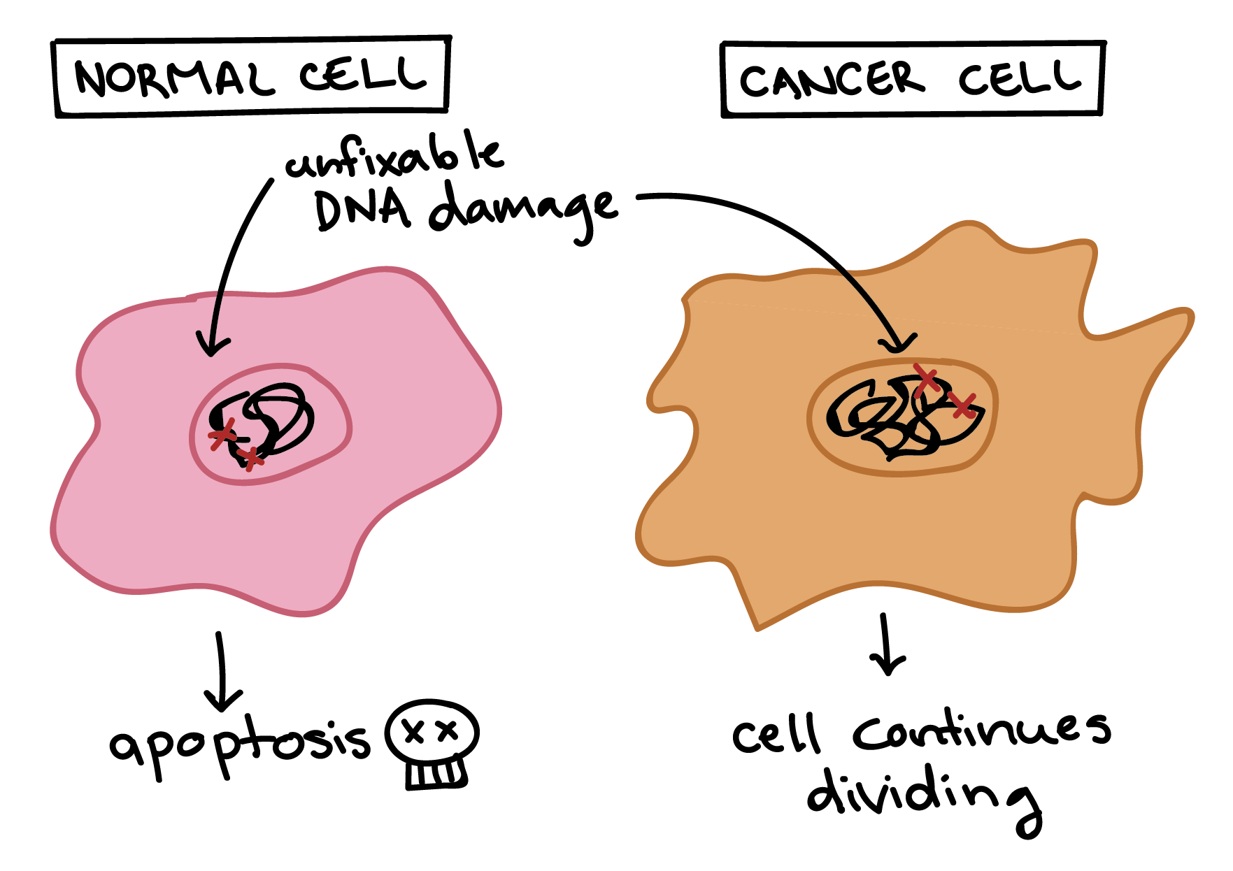Diagram showing different responses of normal and cancer cells to conditions that would typically trigger apoptosis.

- A normal cell with unfixable DNA damaged will undergo apoptosis.

- A cancer cell with unfixable DNA damage will not undergo apoptosis and will instead continue dividing.