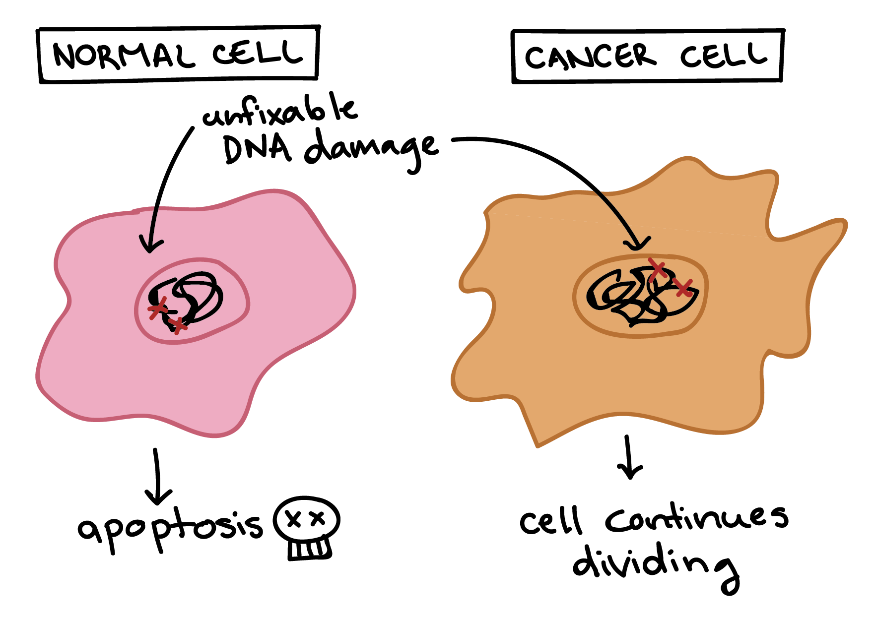 Diagrama mostrando diferentes respostas de células normais e cancerosas a condições que normalmente desencadeiam a apoptose.

- Uma célula normal com danos irreparáveis ao DNA sofrerá apoptose.

- Uma célula cancerosa com danos irreparáveis no DNA não sofrerá a apoptose e continuará se dividindo.