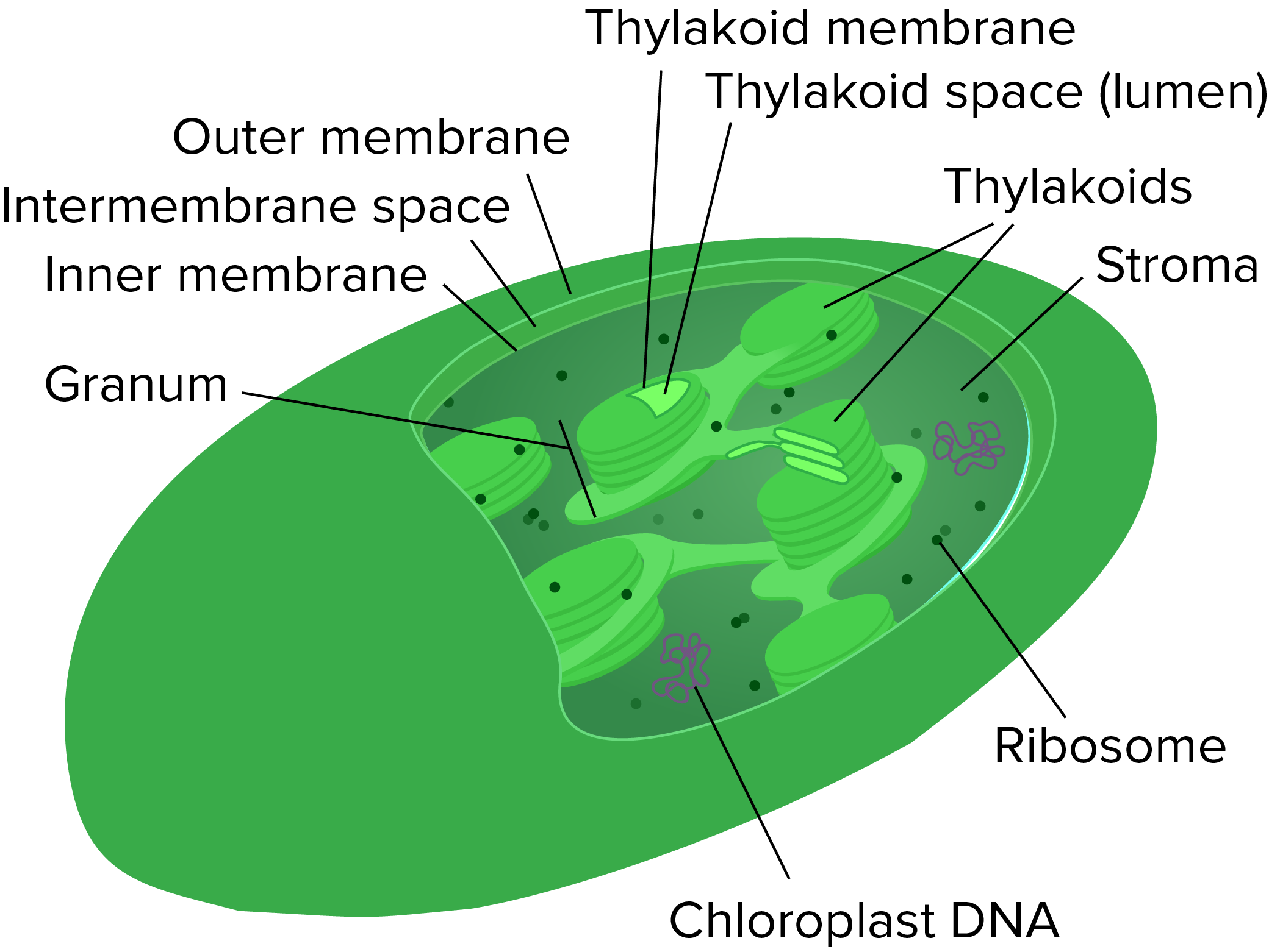 Mitochondria And Chloroplasts Article Khan Academy