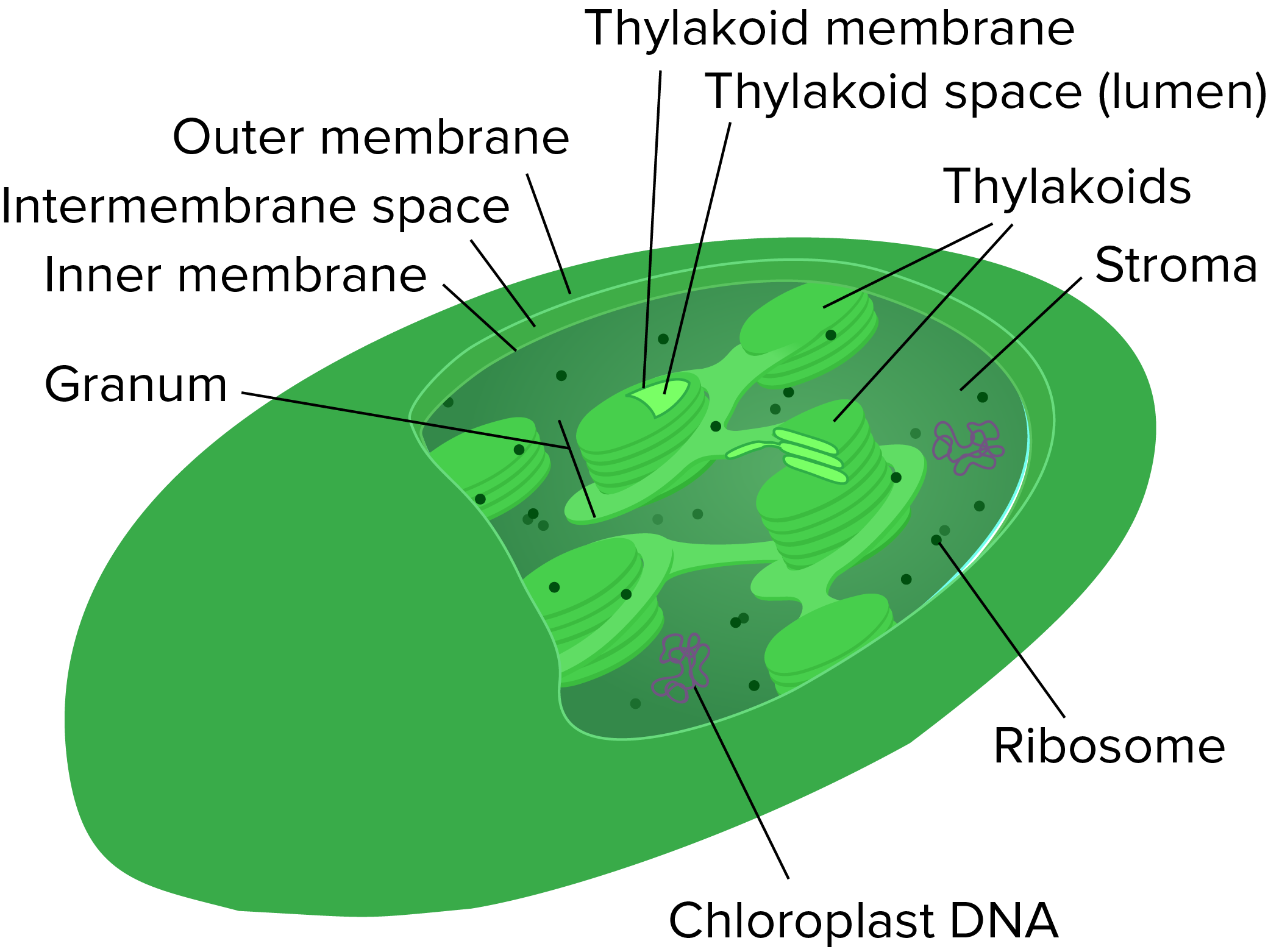 green algae cell diagram