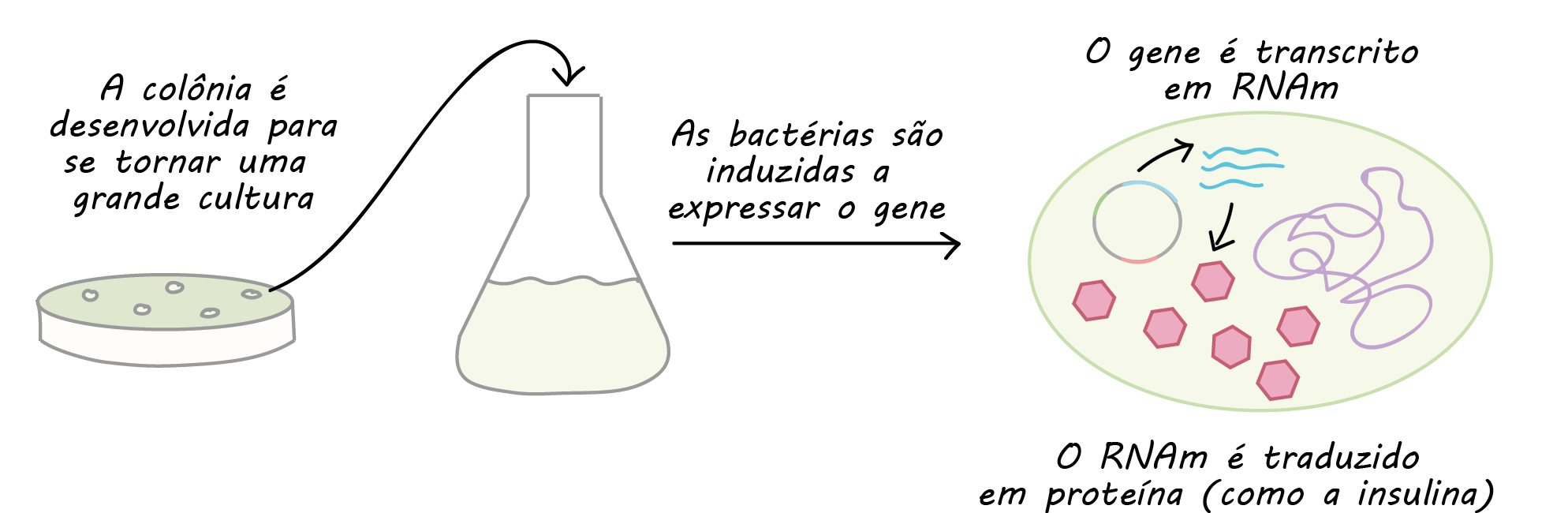 Uma colônia selecionada é cultivada em uma cultura grande (por exemplo, um frasco de 1 litro). As bactérias na cultura grande são induzidas a expressar o gene contido no plasmídeo, fazendo com que o gene seja transcrito em RNAm e o RNmA seja traduzido em proteínas. A proteína codificada pelo gene acumula-se dentro das bactérias.
