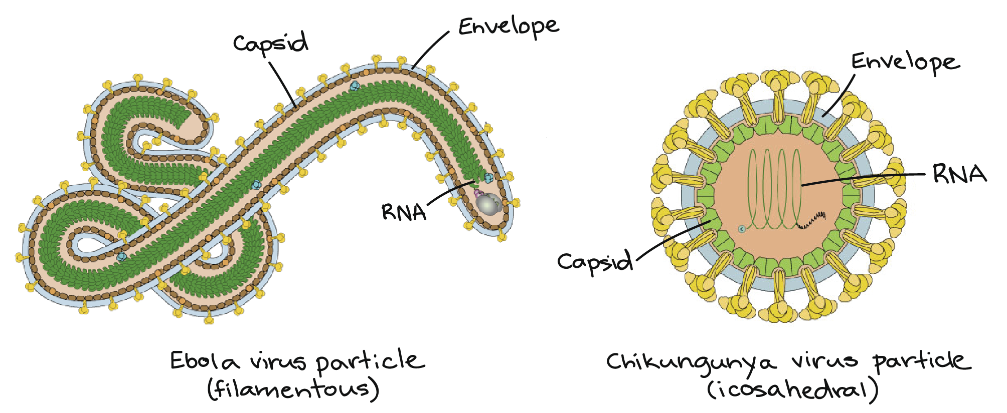 The Nature And Organization Of Retroviral Genes In Animal ...