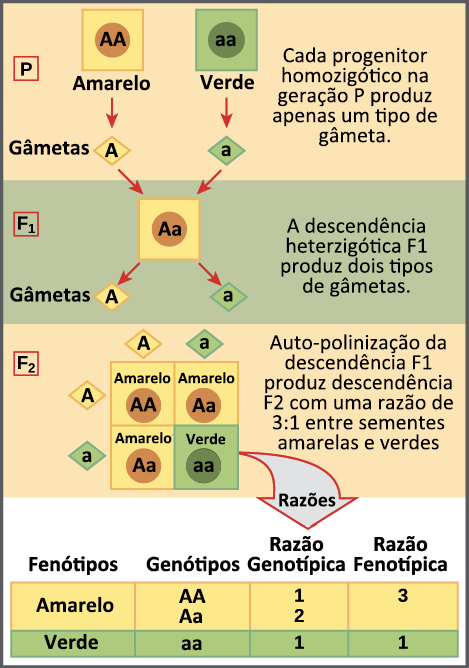 Xadrez Corbélia: Princípios, Regras e Conduta