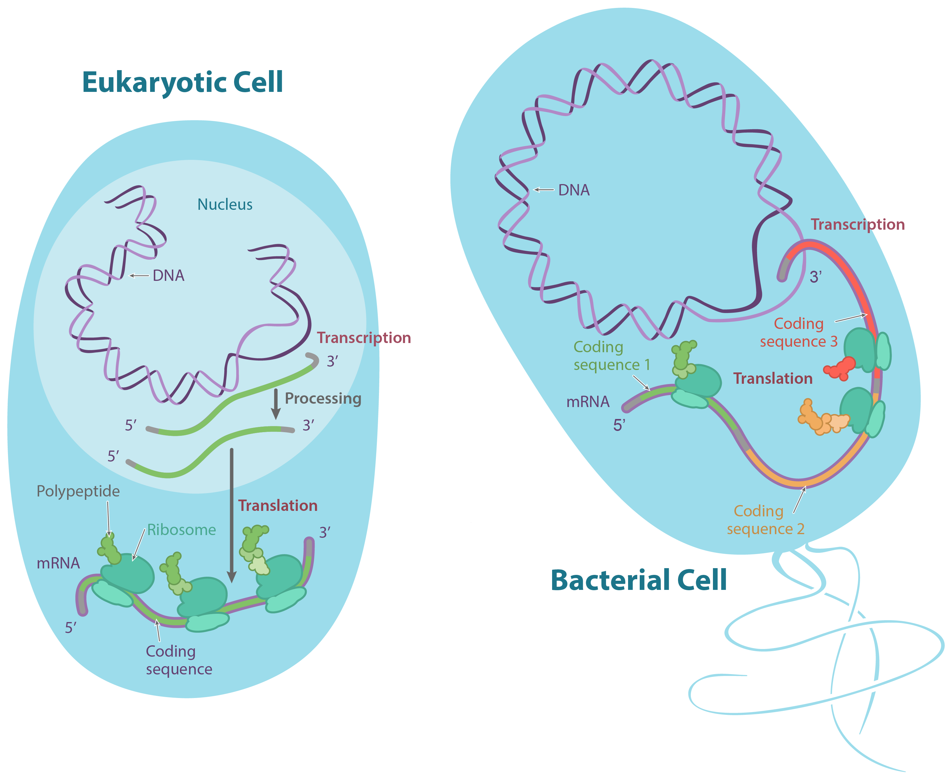 Eukaryotic cell:

* DNA is transcribed to make an RNA inside the nucleus. The initial RNA transcript is processed into a mature mRNA before exportation to the cytosol.

* The mRNA contains just one coding sequence (specifying one polypeptide).

Bacterial cell:

* DNA is transcribed to make an mRNA in the cytosol. Ribosomes can start translating the mRNA before it is even completely transcribed. No post-transcription processing steps are necessary.

* The mRNA contains three coding sequences from three different genes, each specifying its own polypeptide.