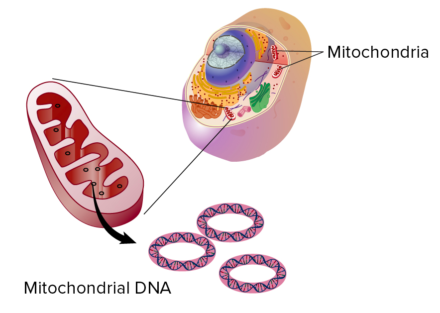 Diagrama de uma célula eucariótica, mostrando a localização da mitocôndria (flutuando no citosol; fora e separada do núcleo) e a ampliação na mitocôndria para mostrar as moléculas de DNA circular em seu interior.