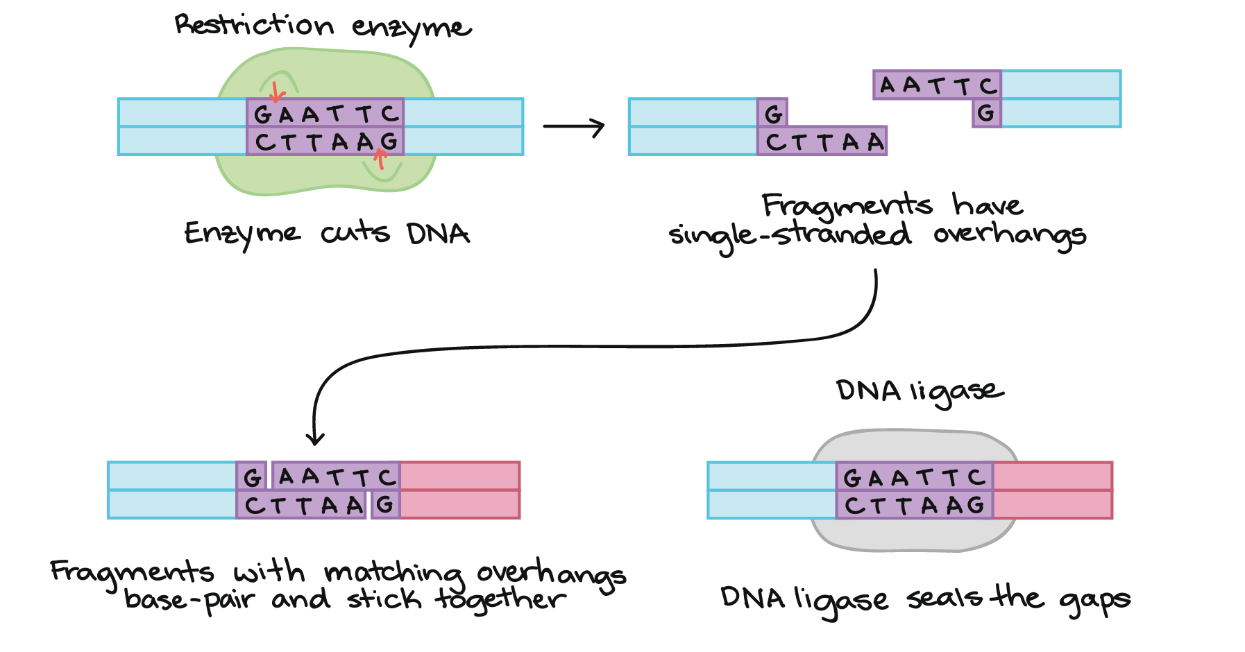 to-create-a-molecule-of-recombinant-dna-which-of-the-following-is-cut