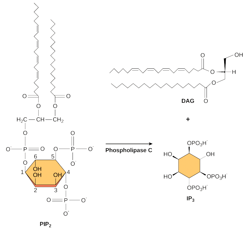 Пип 2. Pip2 structure. Pip2 биохимия. Phospholipase c. Ip3 dag Pathway.