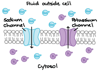 Ion channels. The channels extend from one side of the plasma membrane to the other and have a tunnel through the middle. The tunnel allows ions to cross. One of the channels shown allows Na+ ions to cross and is a sodium channel. The other channel allows K+ ions to cross and is a potassium channel. The channels simply give a path for the ions across the membrane, allowing them to move down any electrochemical gradients that may exist. The channels do not actively move ions from one side to the other of the membrane.