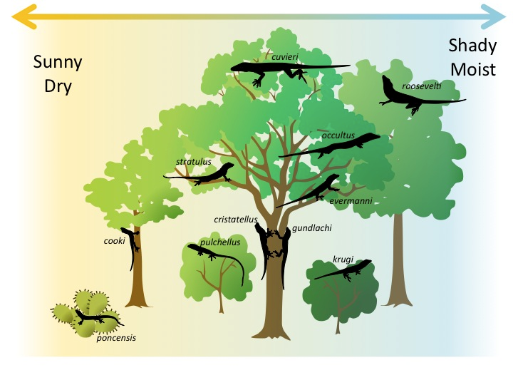 Source: Bear et al. 2022; modified from Williams, 1983. This diagram shows differences in habitat and environmental preferences across multiple lizard species.