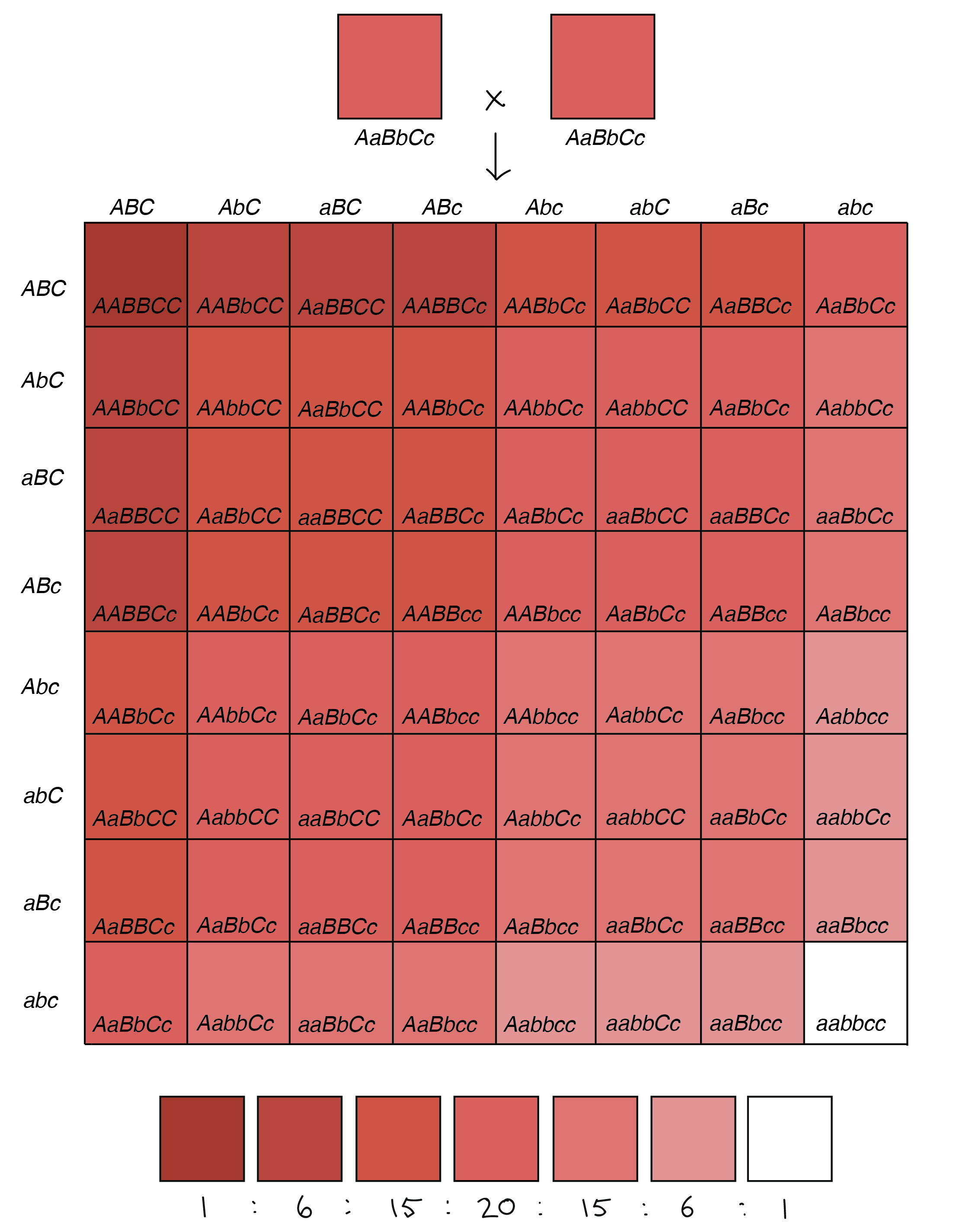 Hair Color Dominance Chart