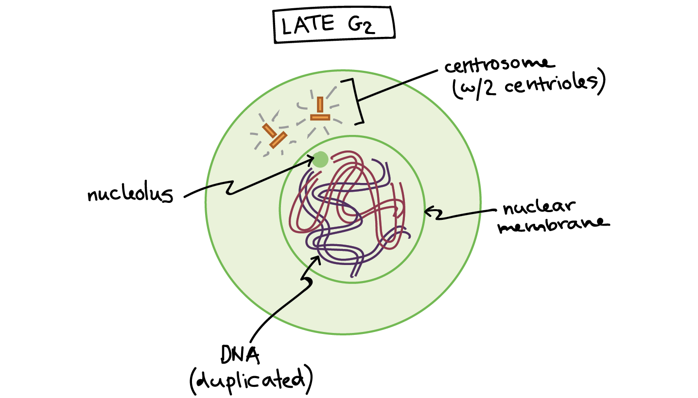 4 steps of mitosis