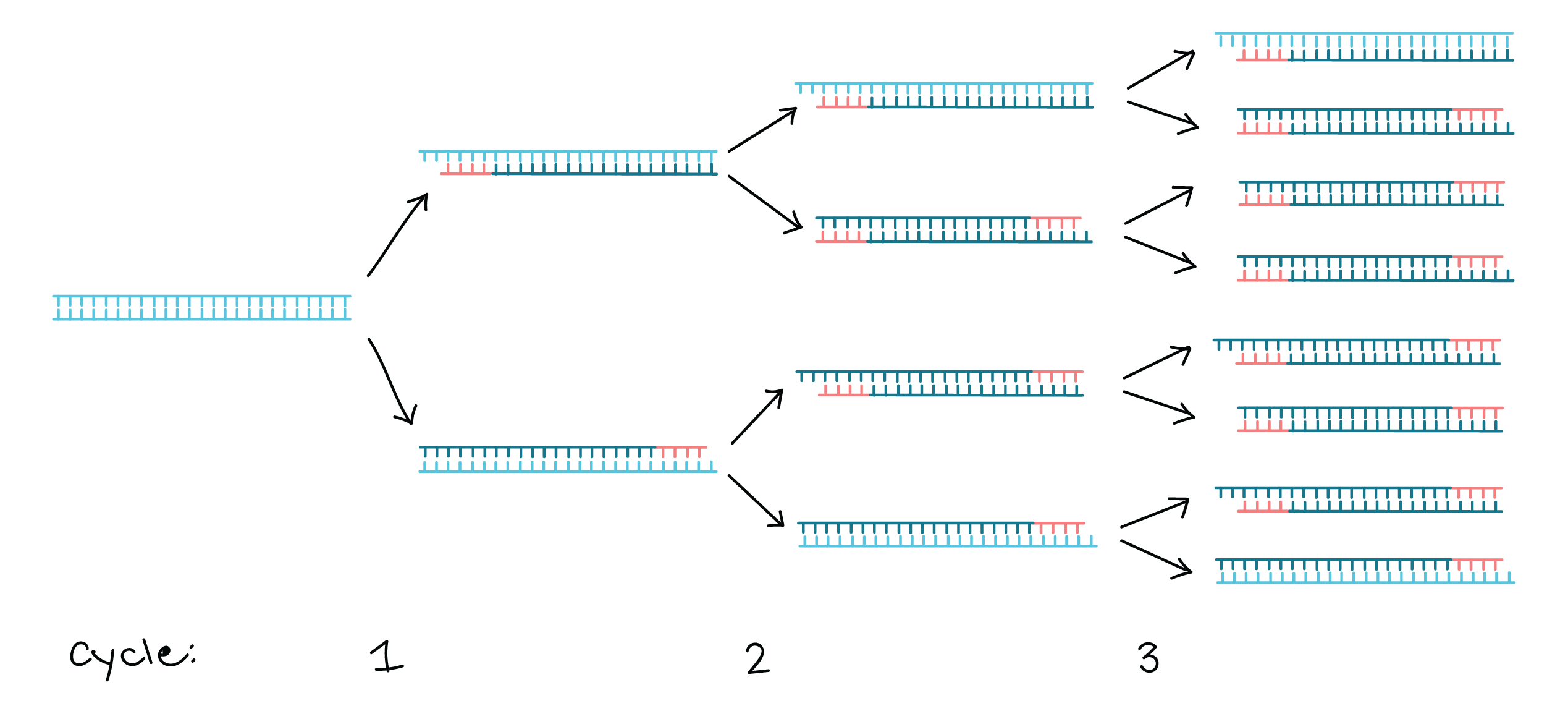 Polymerase Chain Reaction Pcr Article Khan Academy