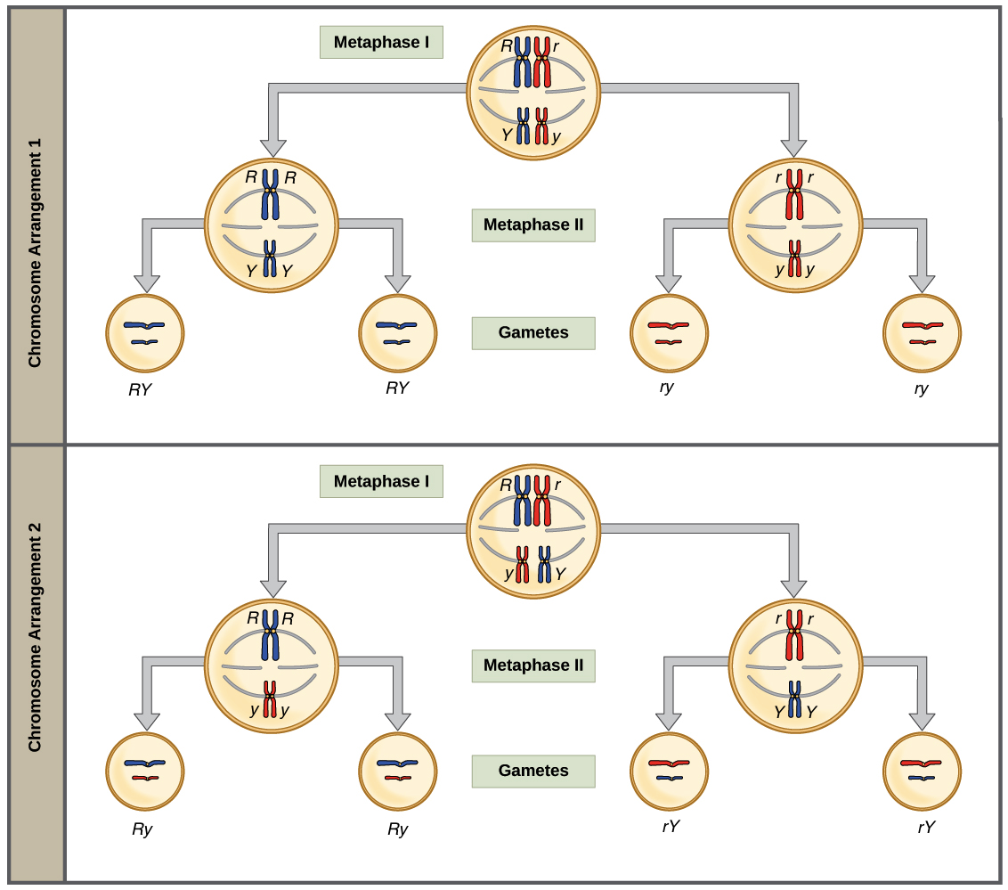 law of random segregation