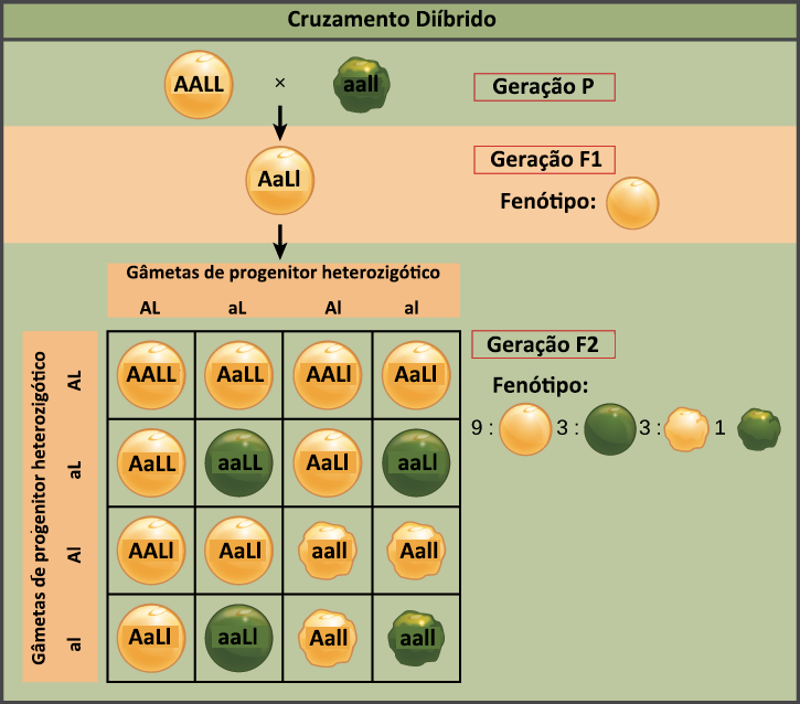 Diagrama De Hereditariedade ABC Cardiol