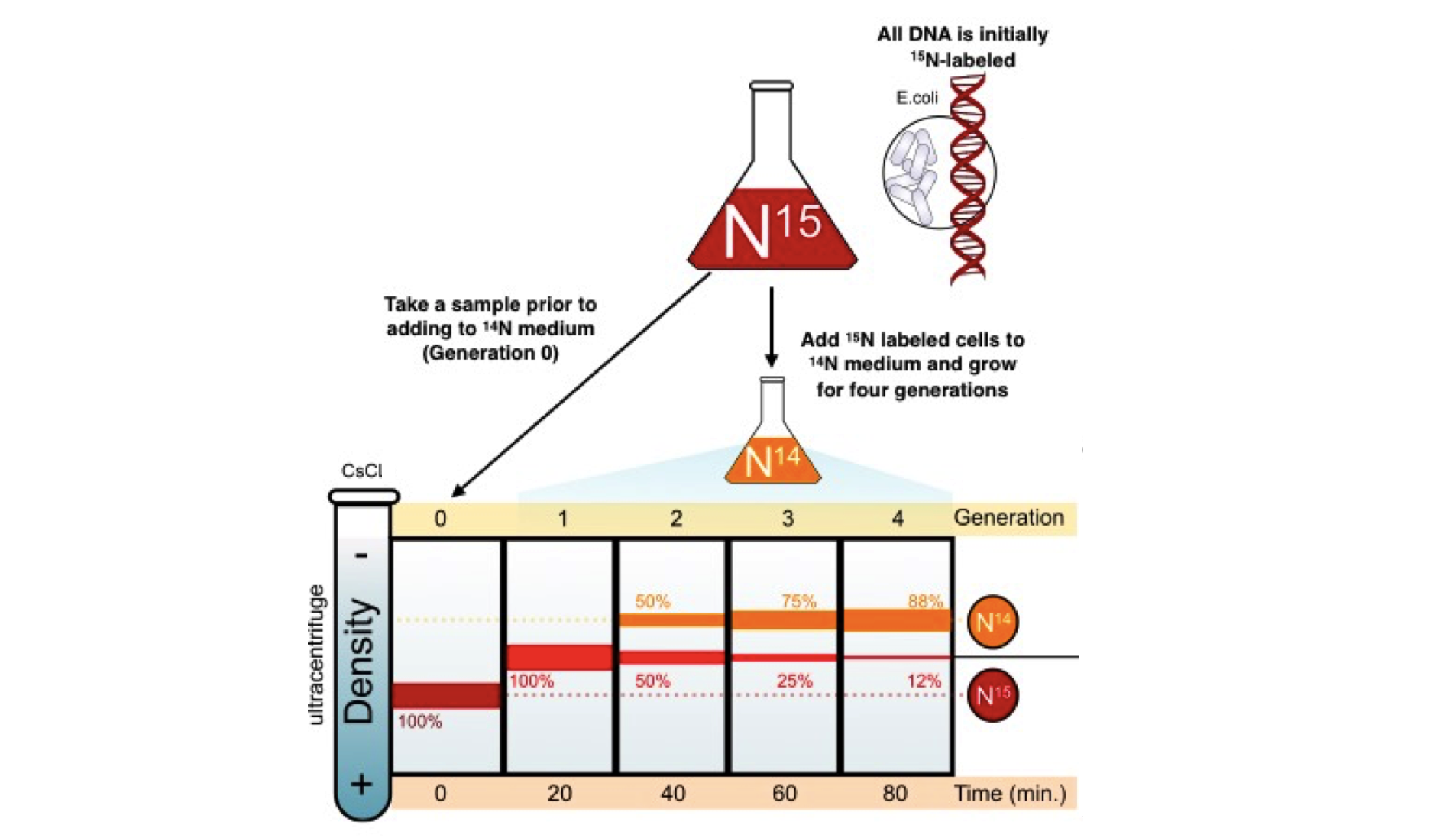 messel and stahl experiment