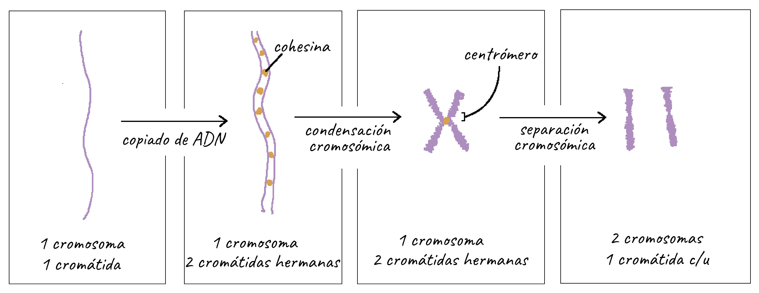 para agregar Impulso Subir y bajar Cromosomas (artículo) | Ciclo celular | Khan Academy