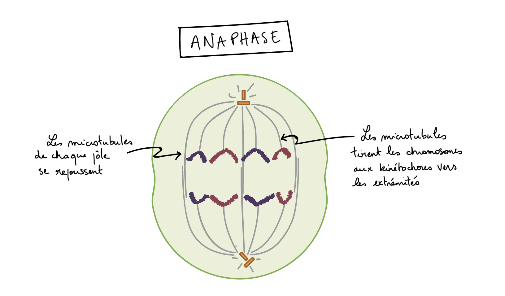 prophase dans une cellule animale