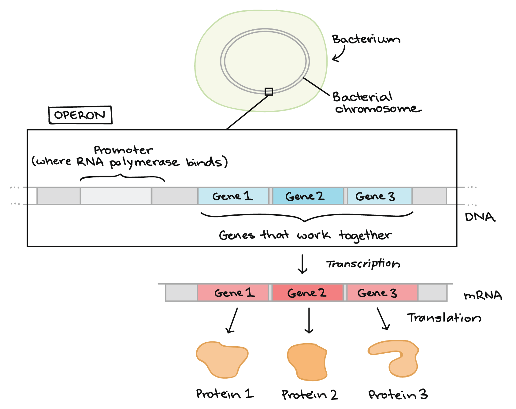 Overview Gene Regulation In Bacteria Article Khan Academy