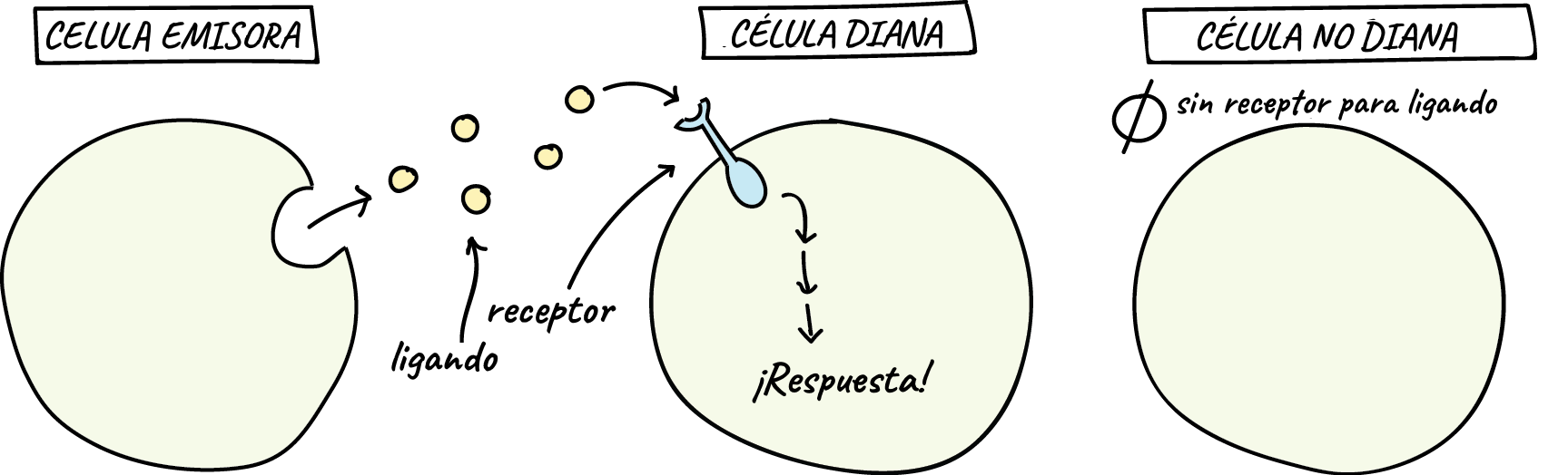 Célula emisora: está célula secreta un ligando.

Célula diana: esta célula tiene el receptor que puede unirse al ligando. El ligando se une al receptor y desencadena una cascada de señales dentro de la célula que finalmente generan una respuesta.

Célula no diana: esta célula no tiene los receptores para el ligando específico (aunque puede tener receptores de otros tipos). No percibe al ligando y por lo tanto no genera una respuesta.