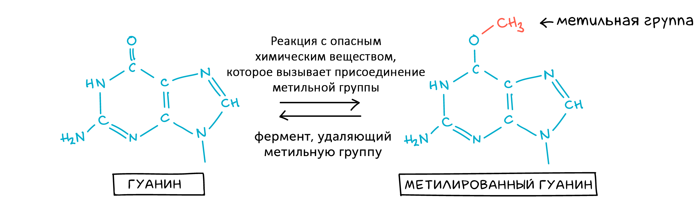 Образование гуанина. Метилирование бензола. Метилирование ДНК реакция.