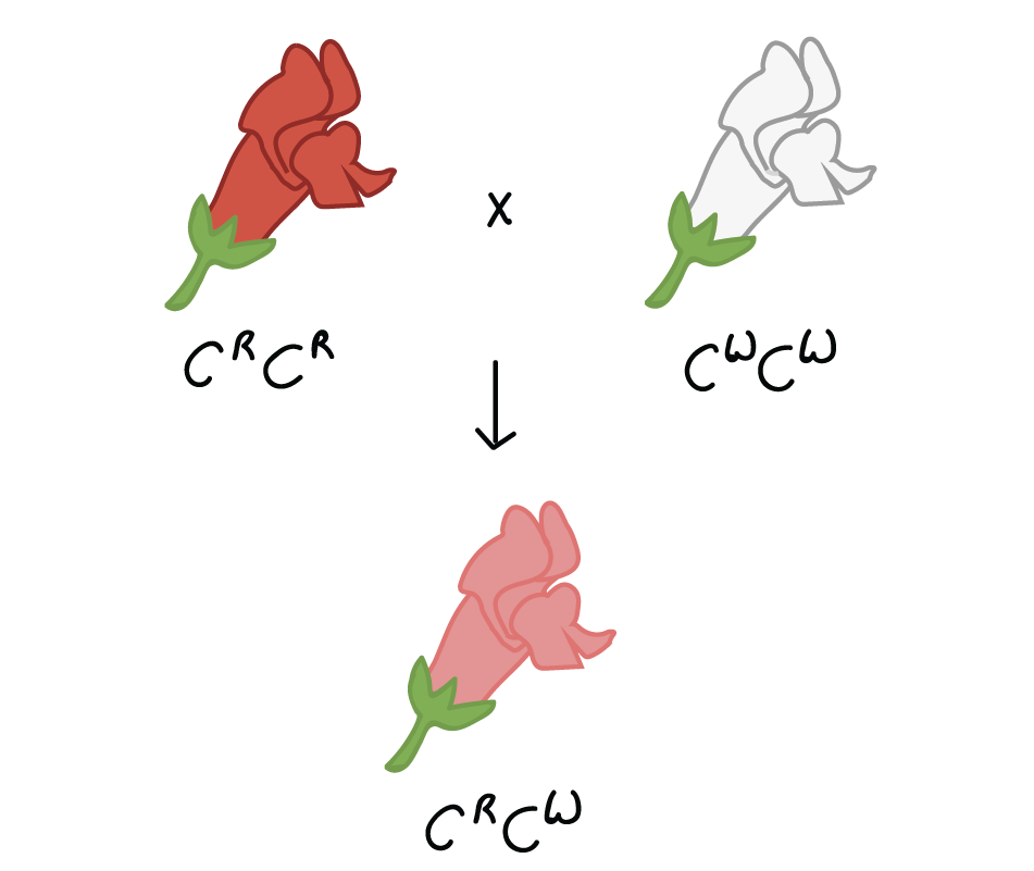 incomplete dominance snapdragons