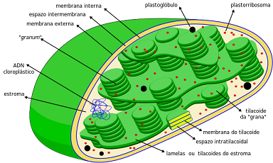 Reino Plantae: características de las plantas (artículo) | Khan Academy