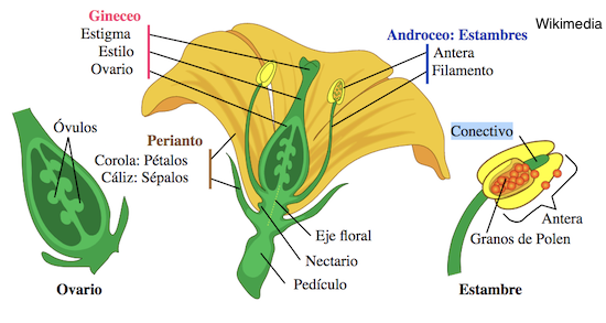 Diversidade sexual vegetal