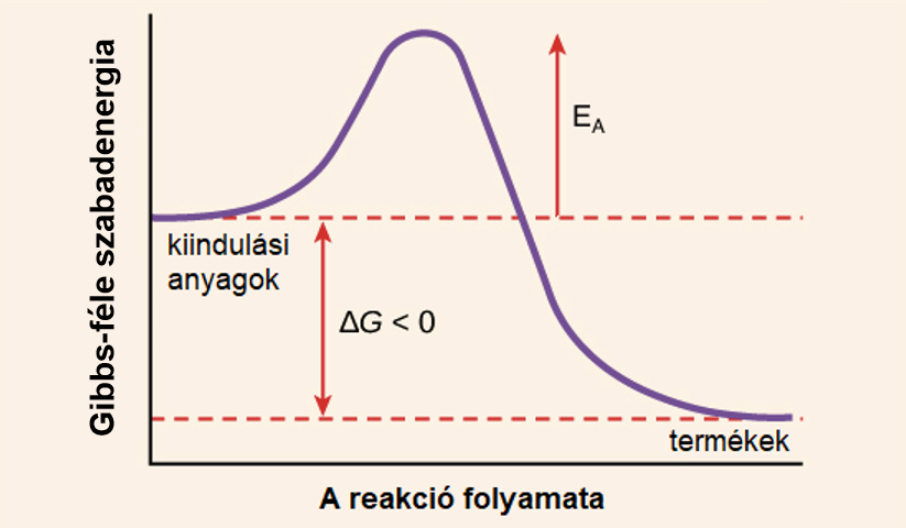 Aktivalt Komplexum