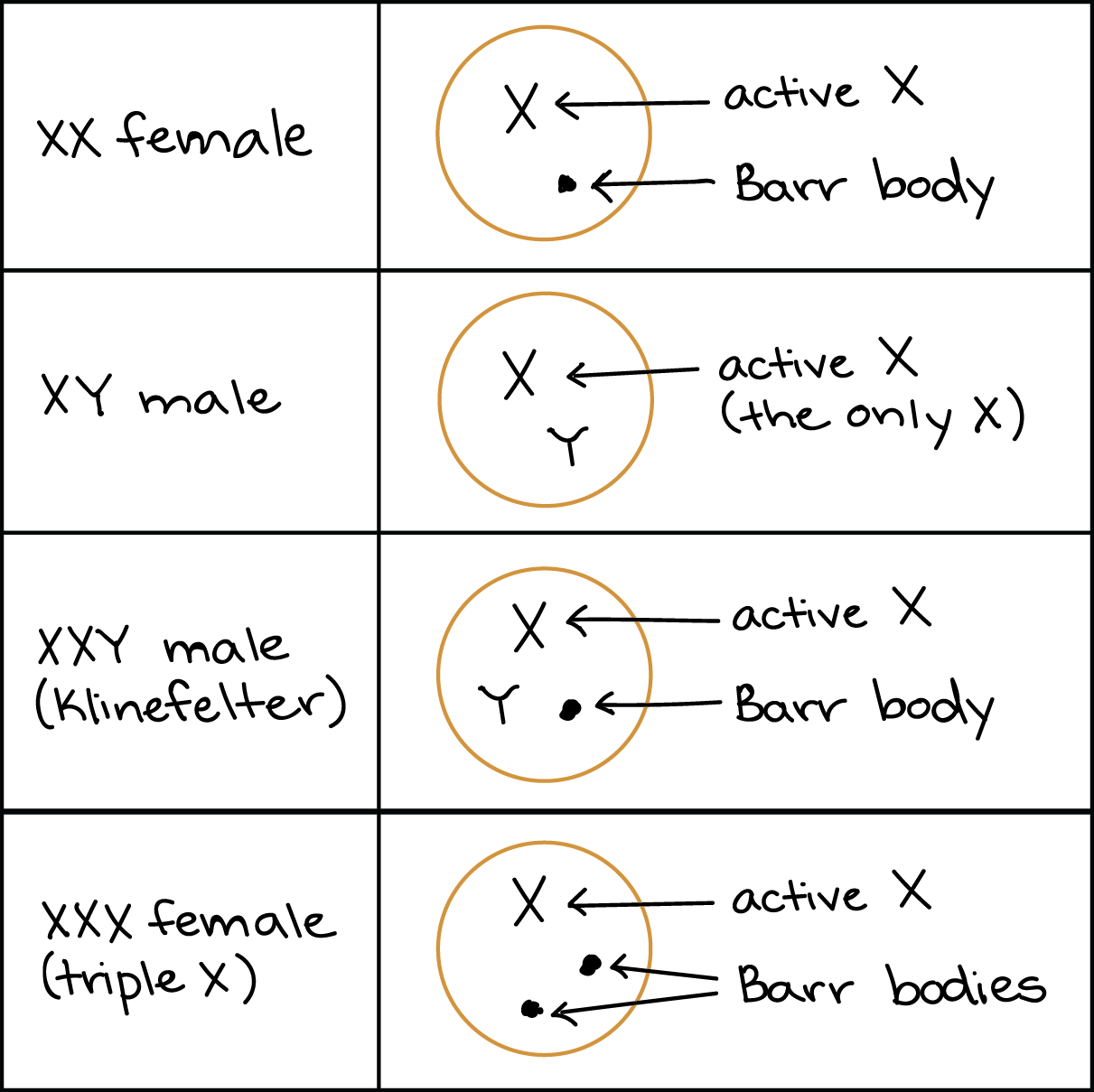 xxy chromosome female