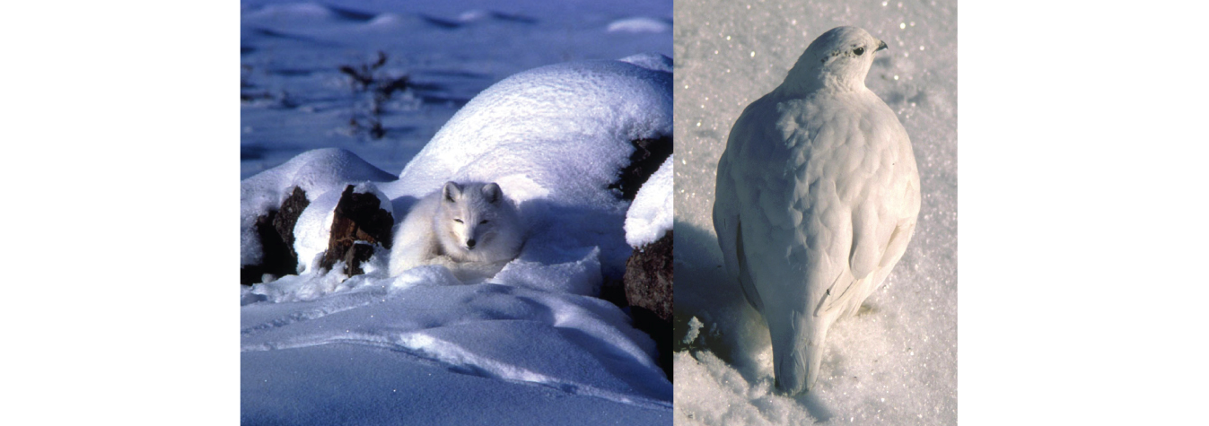 Arctic fox and ptarmigan. Both are white-colored and shown  in snowy winter landscapes.