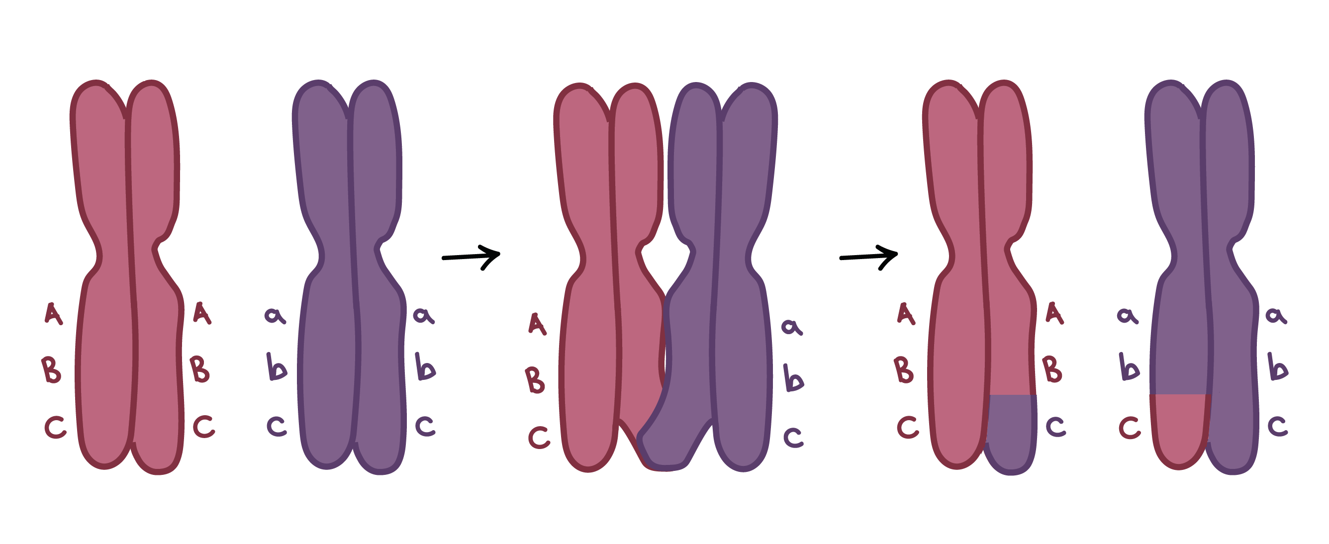 Imagem do crossing-over. Dois cromossomos homólogos carregam diferentes versões de três genes. Um possui as versões A, B e C, enquanto o outro possui as versões a, b e c. Em um evento de crossover, no qual duas cromátides (uma de cada homólogo) trocam fragmentos, os genes C e c são trocados. Agora, cada homólogo possui duas cromátides diferentes:

Uma tem A, B e C em uma cromátide e A, B e c na outra cromátide.

O outro homólogo tem a, b, c em uma cromátide e a, b, C na outra cromátide.