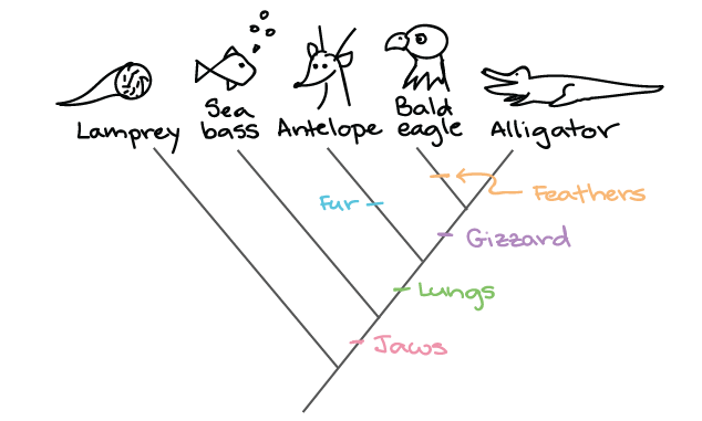 Lesson 11: Phylogenetics — Bioinformatics Crash Course 1.0 documentation