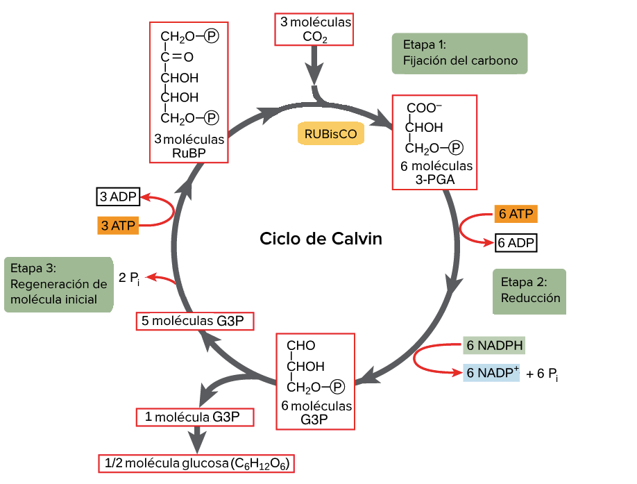 El ciclo de Calvin (artículo) | Fotosíntesis | Khan Academy