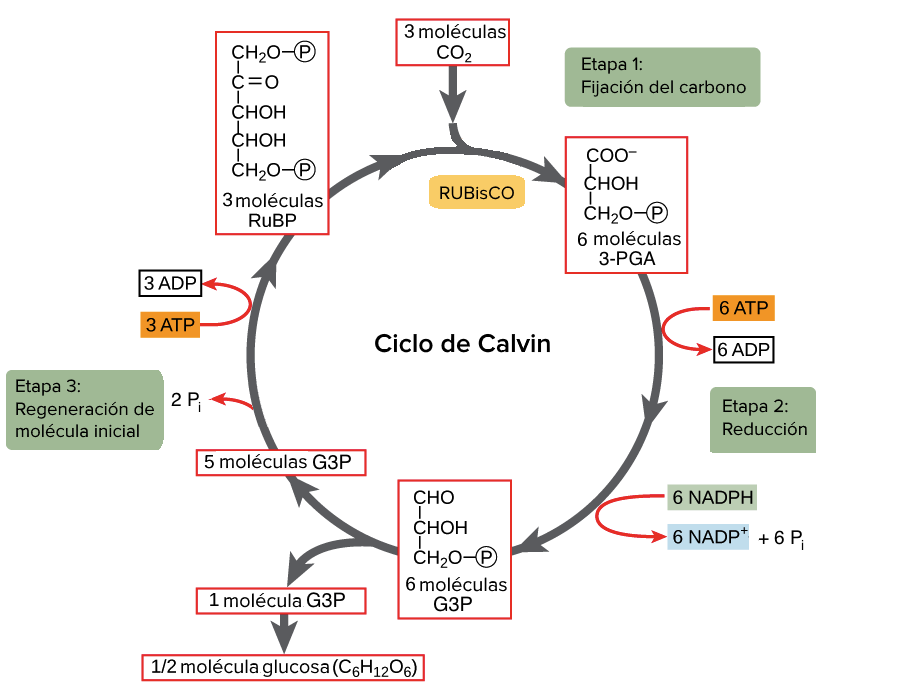 Guía Para Tu Futuro El Ciclo De Calvin 9224