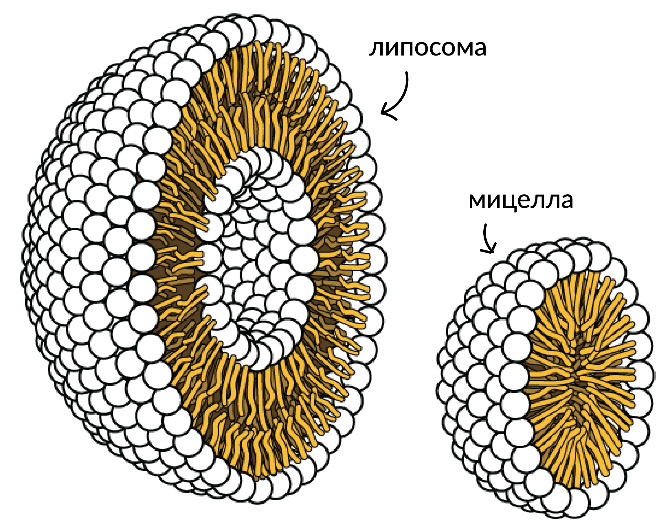 Липосомы. Липосома в клетке. Цветы липосомы. Мицеллы.