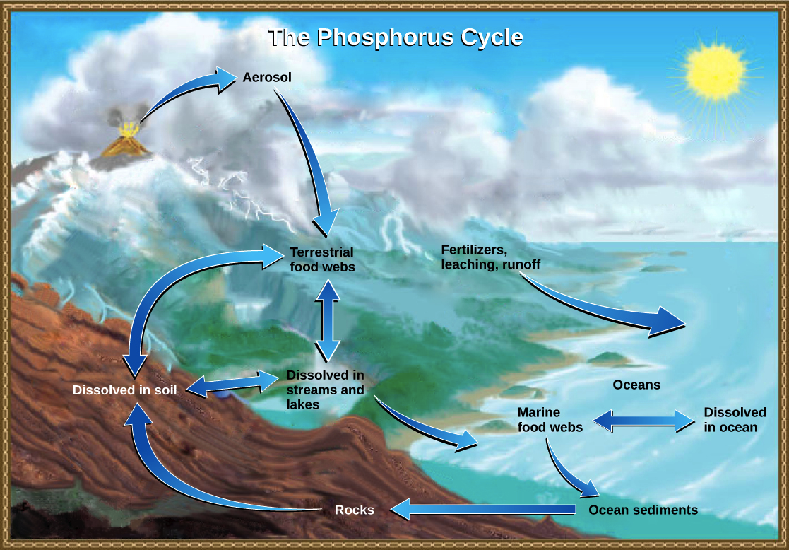 which-of-the-following-is-the-largest-phosphorus-sink