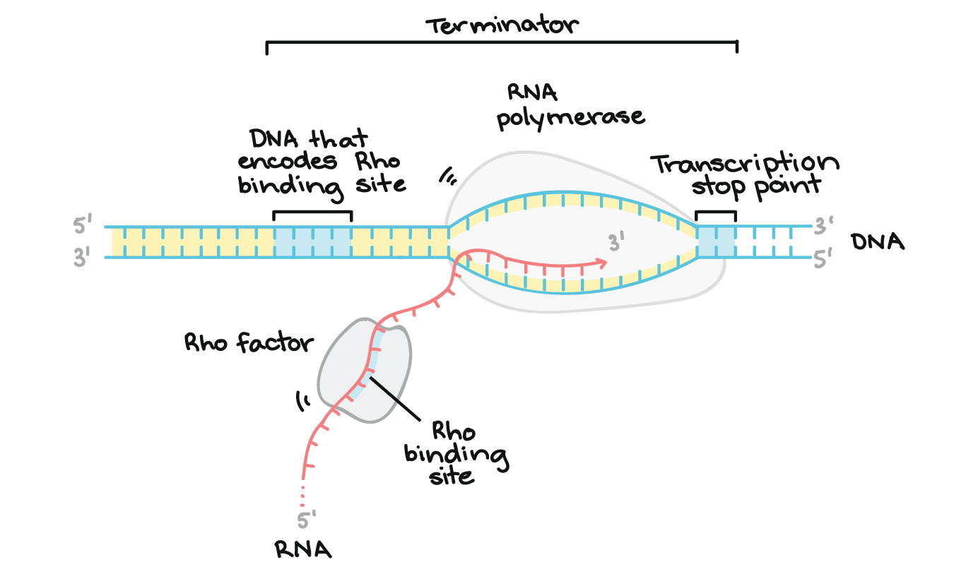 Terminação Rho-dependente. O terminador é uma região de DNA que inclui a sequência que codifica o sítio de ligação de Rho no RNAm, bem como o ponto real de parada da transcrição (que é uma sequência que faz com que a RNA polimerase pause para que a Rho possa alcançá-la). A Rho liga-se ao sítio de ligação de Rho no mRNA e sobe o transcrito de RNA, no sentido 5' para 3', em direção à bolha de transcrição onde está a polimerase. Quando ela alcança a polimerase, fará com que o transcrito seja liberado, terminando a transcrição.