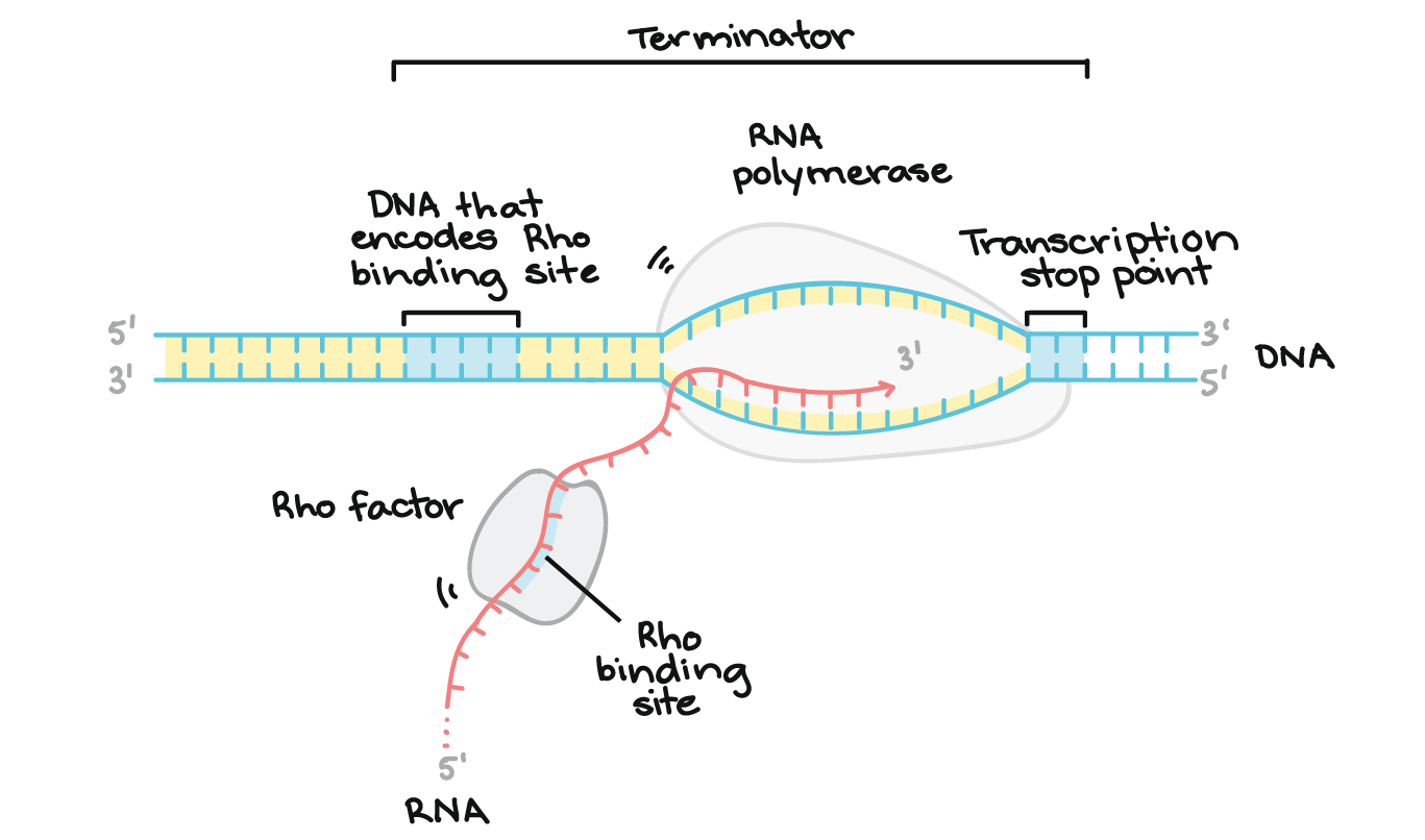 transcription diagram labeled