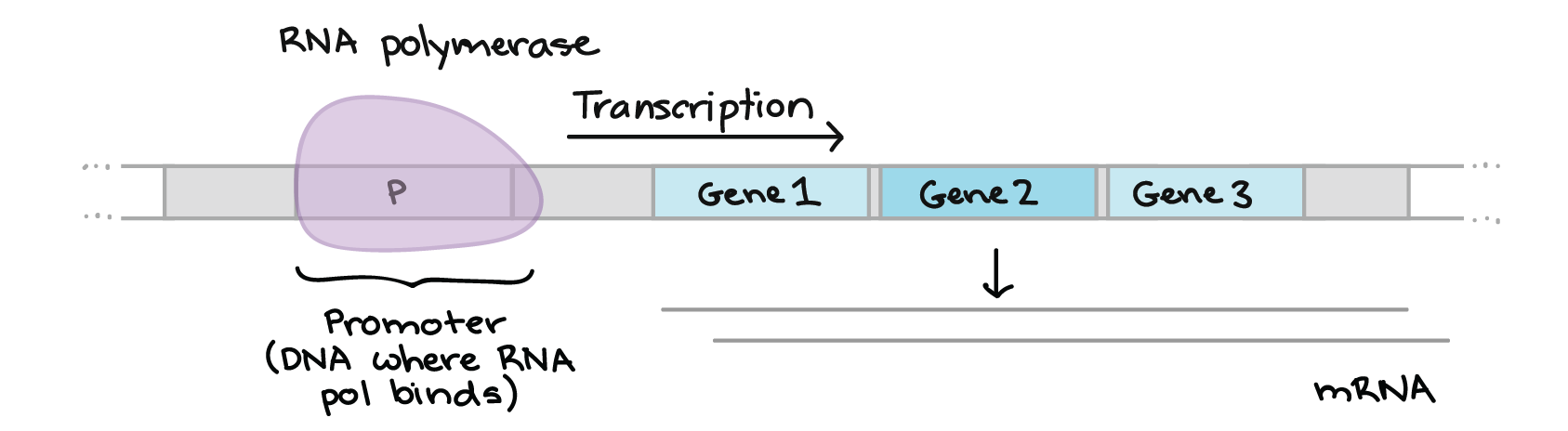 Diagram illustrating that the promoter is the site where RNA polymerase binds. The promoter is found in the DNA of the operon, upstream of (before) the genes. When the RNA polymerase binds to the promoter, it transcribes the operon and makes some mRNAs.