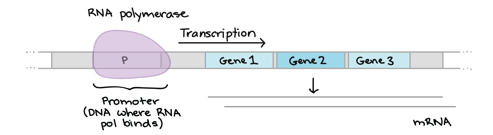 in-eukaryotic-cells-repressor-proteins-inhibit-transcription-by