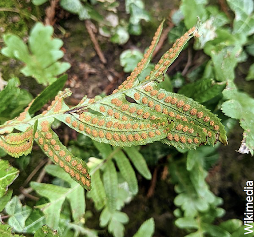 Existem plantas que se locomovem?