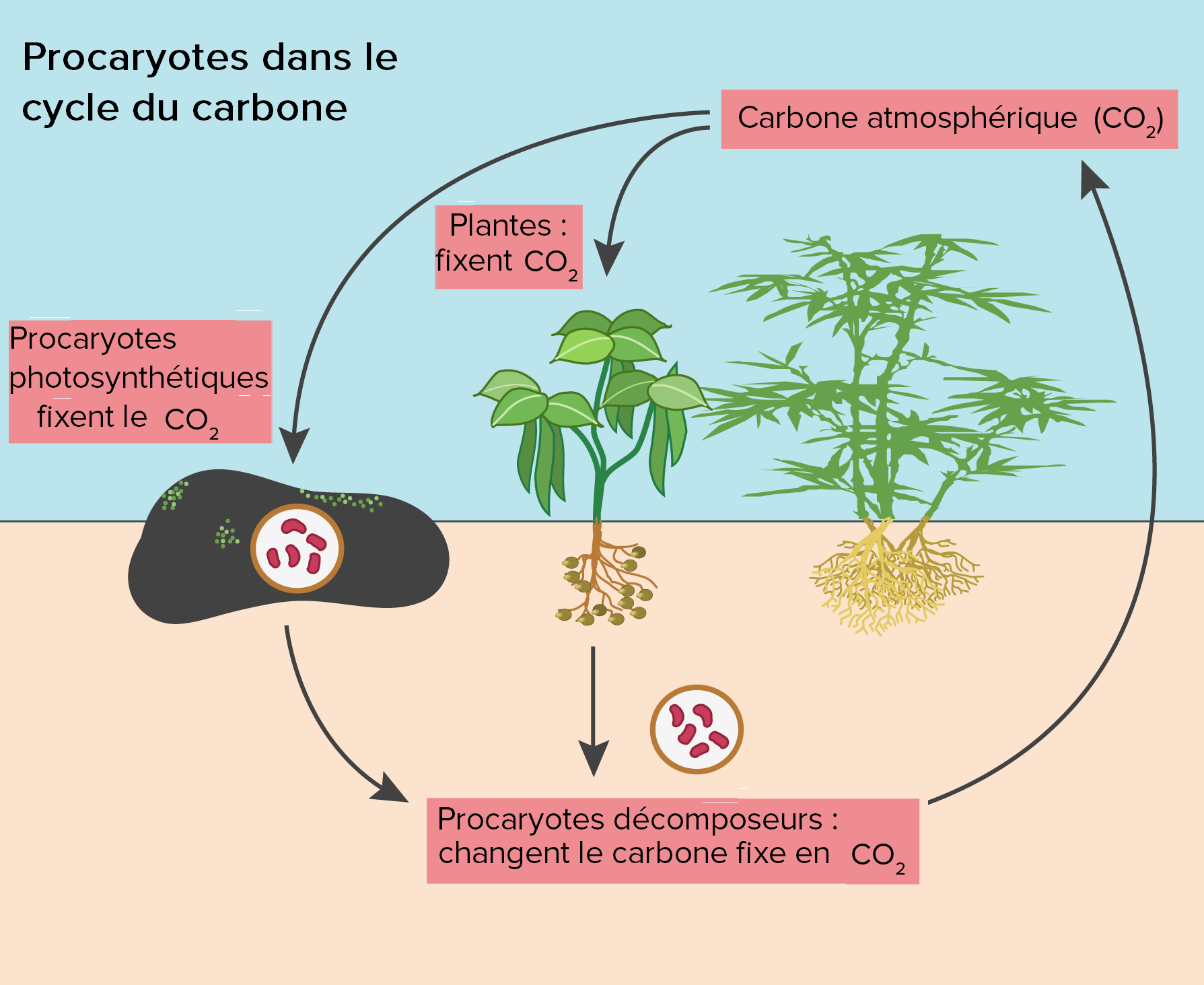 des cellules procaryotes