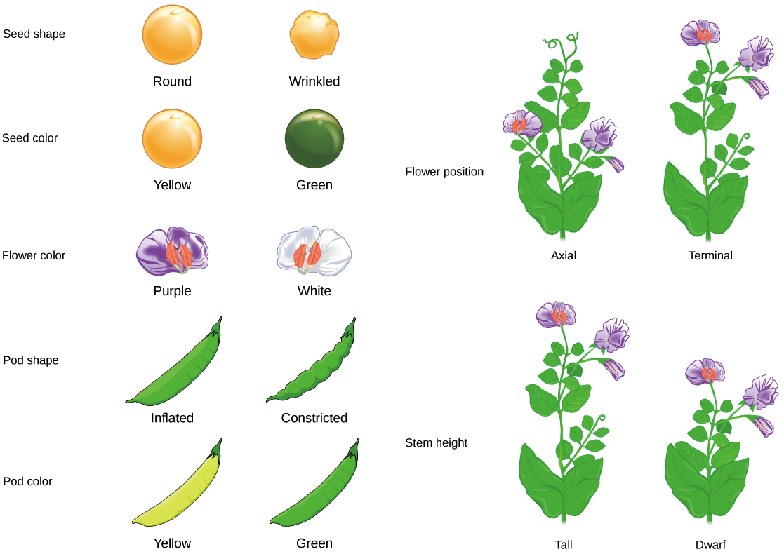Seven characteristics of Mendel’s pea plants are illustrated. The flowers can be purple or white. The peas can be yellow or green, or smooth or wrinkled. The pea pods can be inflated or constricted, or yellow or green. The flower position can be axial or terminal. The stem length can be tall or dwarf.