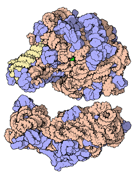 Modelo das subunidades pequena e grande do ribossomo.Ambas as subunidades são feitas de RNA ribossômico e proteínas. A subunidade grande contém o sítio ativo no qual a formação da ligação peptídica é catalisada.