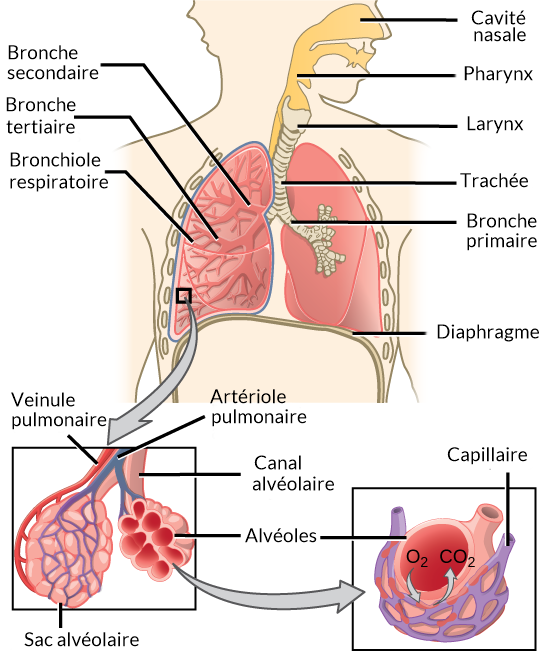 Révision du système respiratoire (leçon)