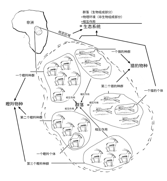 生态的不同层次：从个体到生态系统(文章) | 生态学入门| 可汗学院