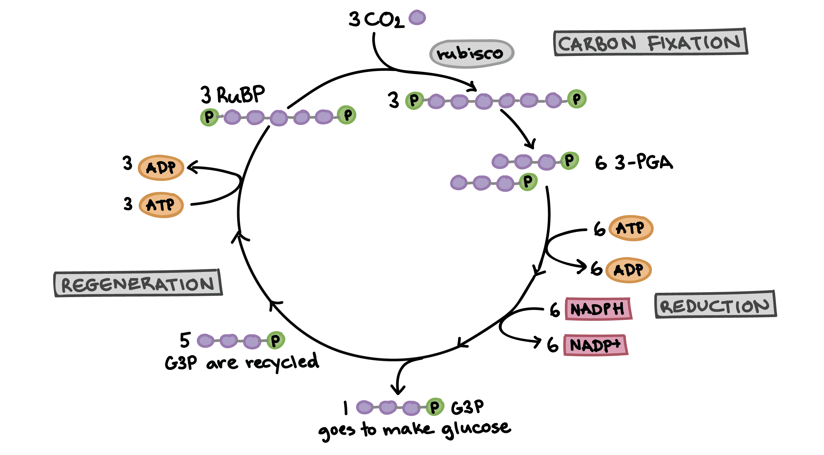 Body Regeneration Chart