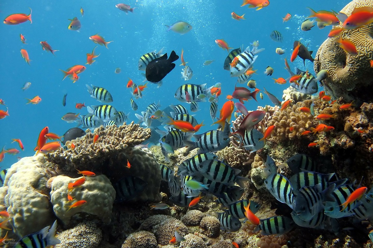 Image of a coral reef, showing many diverse species of fishes and corals living together and interacting with each other