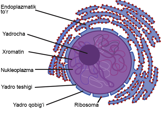 Dogiston shaxsiy jinsiy aloqa